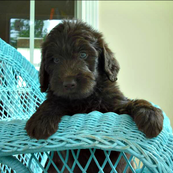 Chocolate Labradoodles from Mountain Creek Labradoodles